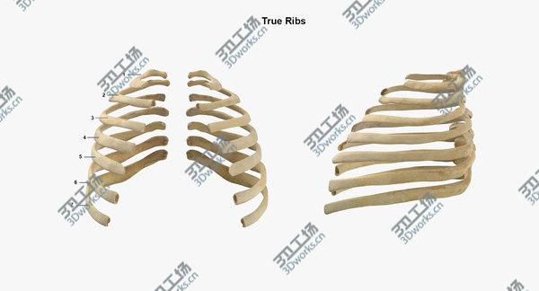 images/goods_img/20210312/3D Real Human Rib Cage Spine and Female Pelvis Bones Anatomy 01/5.jpg